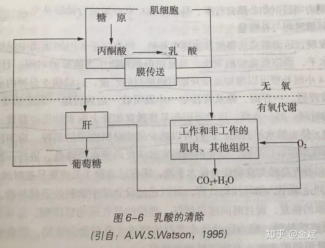 突然大量運動後乳酸堆積太多全身到腳都痠痛有什麼辦法儘快消除麼