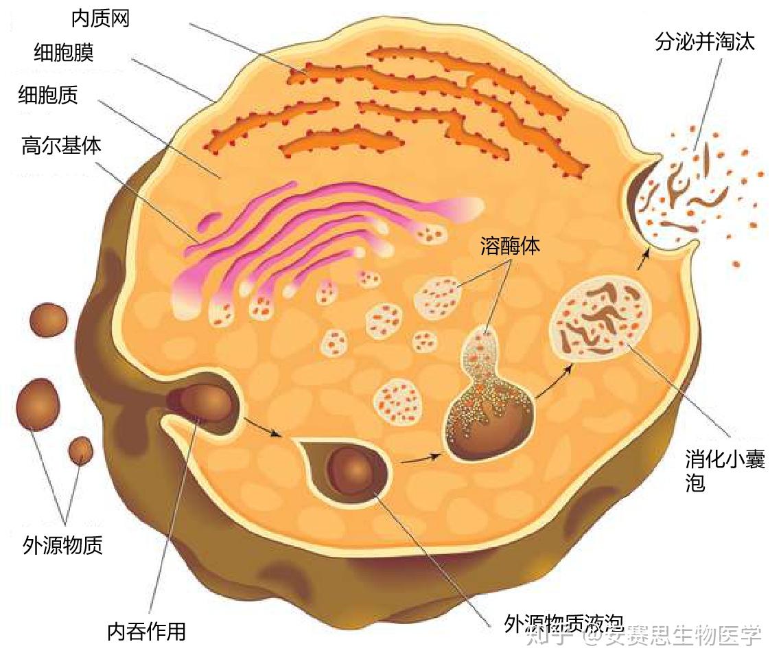 它可以摧毀有害物質,如病毒,細菌等,當病毒入侵細胞後,會被溶酶體消化