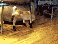 看了这些狗子你就会忘记狗到底是怎么走路的好魔性