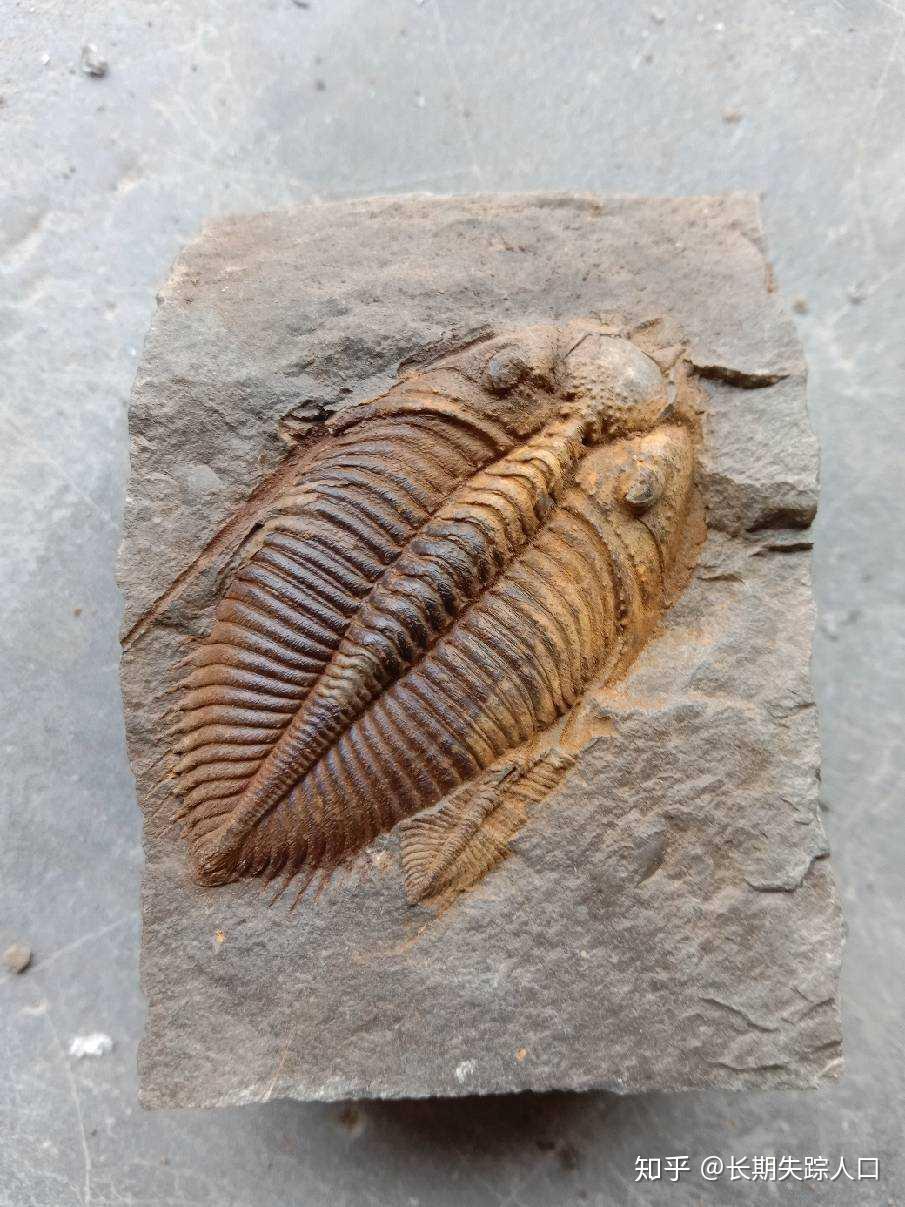 常见古生物化石,王冠虫 