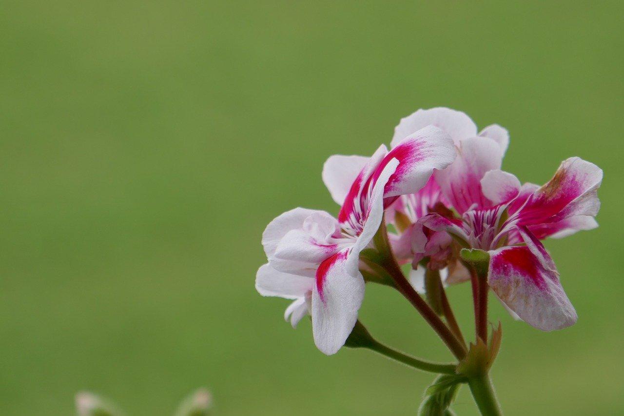3. 夜来香养护要点