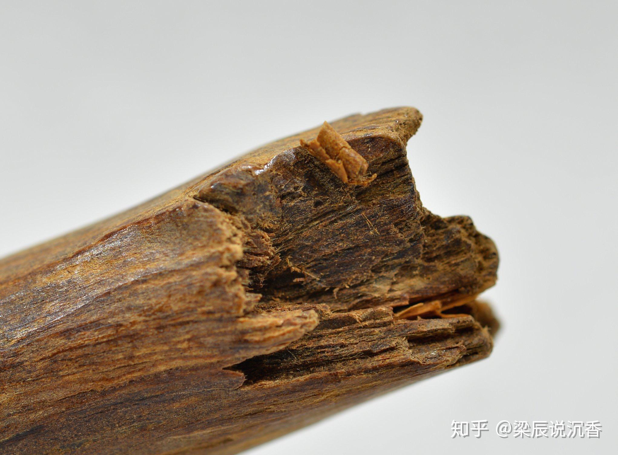 沉香树的种植和人为因素结香的历史