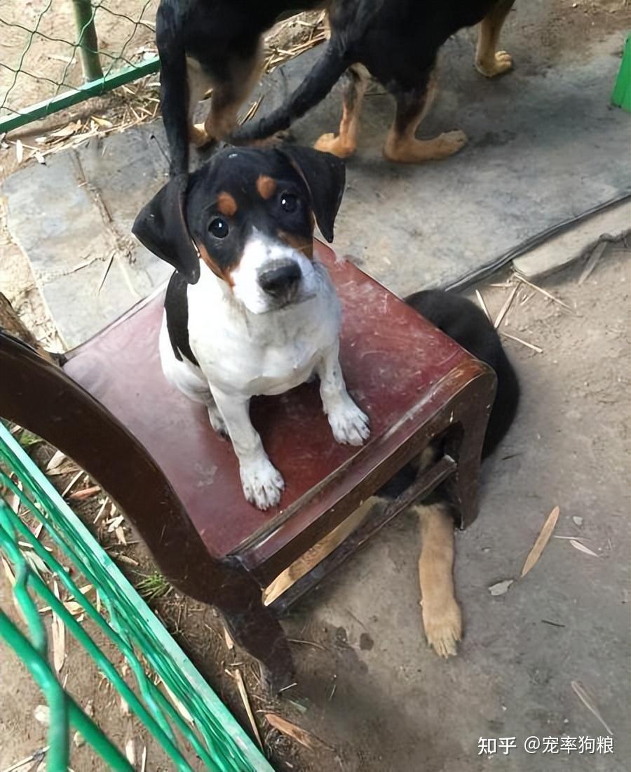 太仓小猎犬的6大优点,怪不得养过的人,都不想换狗了