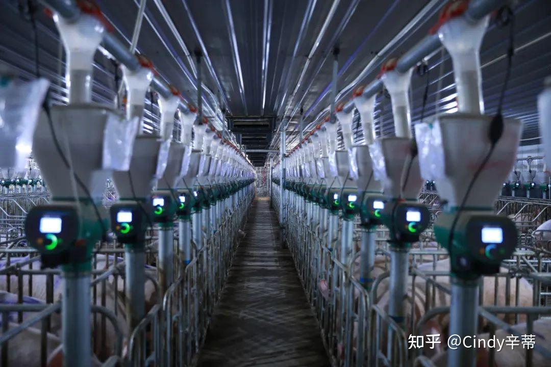 插上智能化翅膀 养猪变成什么样？ 具体来看牧原股份、新希望、扬翔、农信互联这些企业的做法 - 知乎