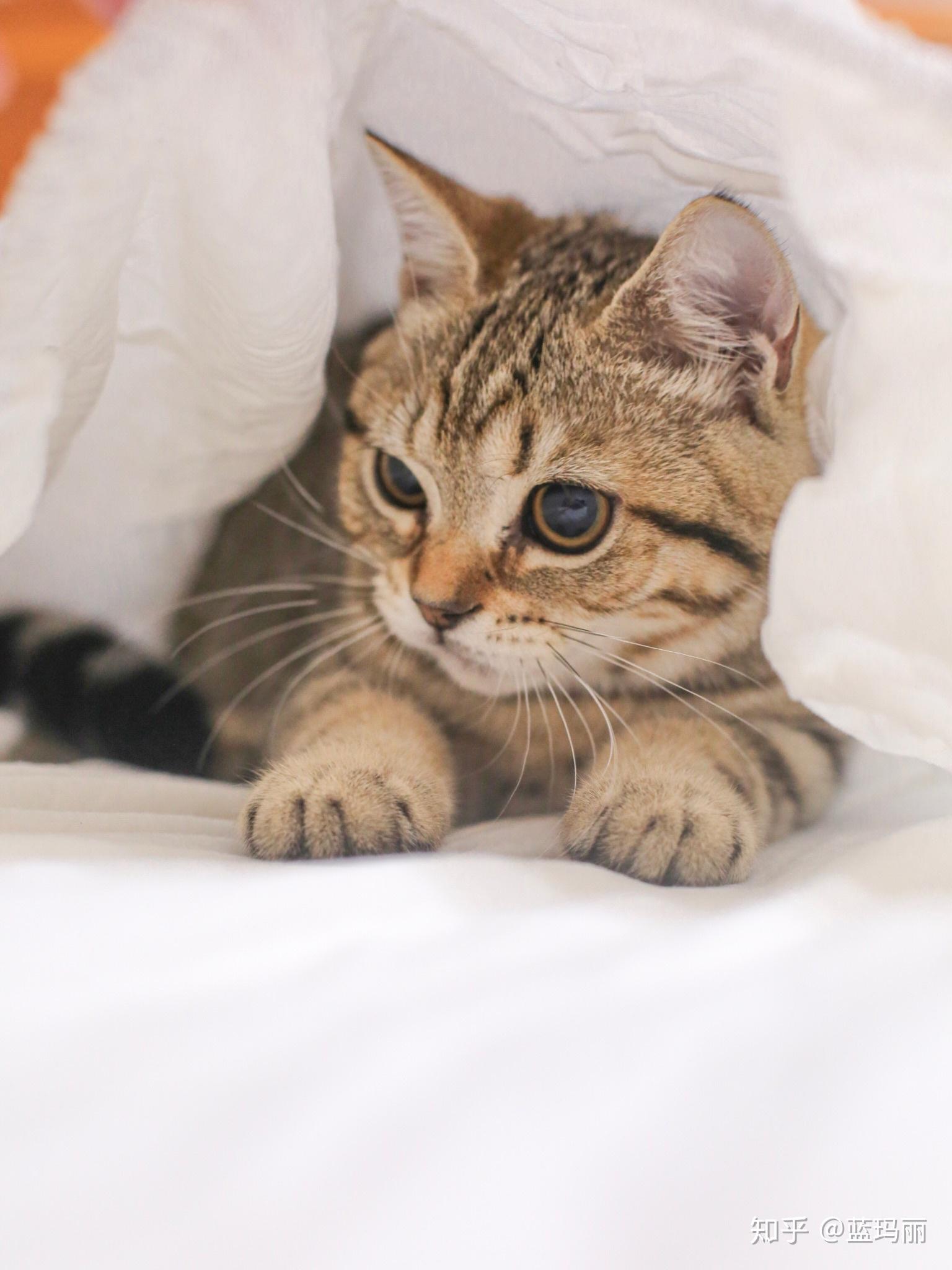 我想知道为什么我家美短小猫刚出生一个月会带黄色的毛呀