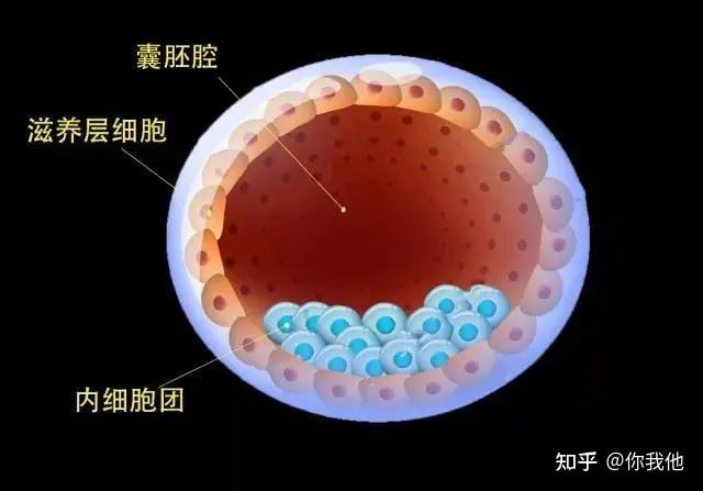 《试管婴儿》胚胎发育等级 - 知乎