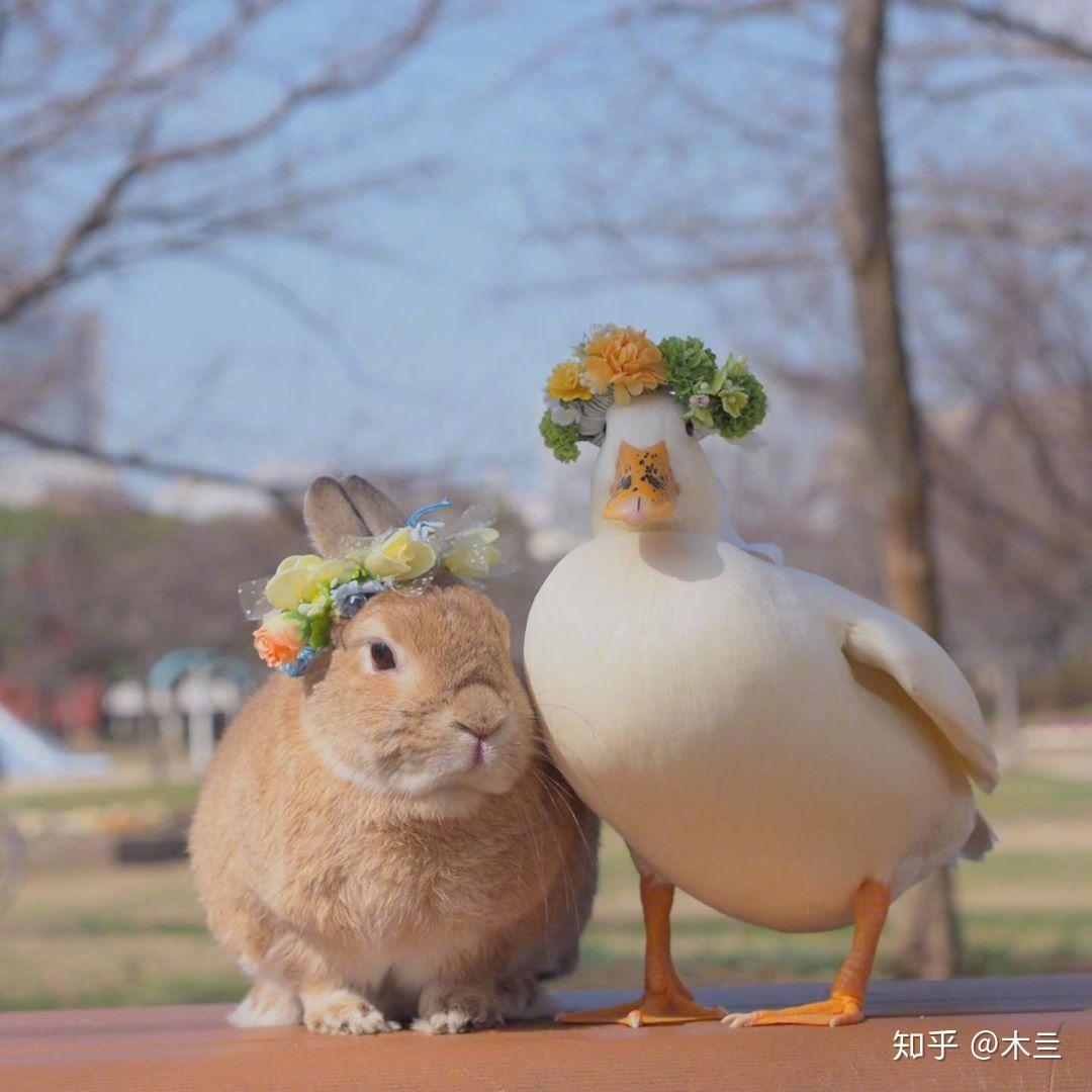 鸭子情侣头像图片