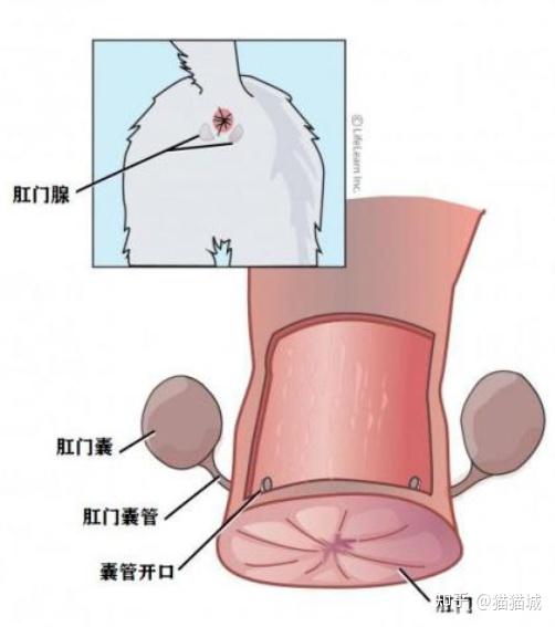 正常肛门图片 检查图片