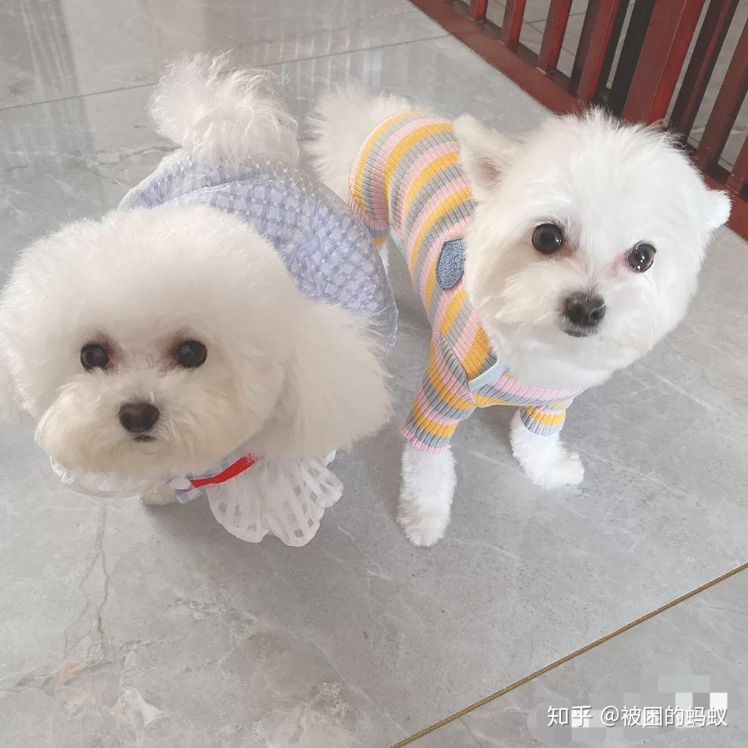 博美和比熊的串串能长多大?成犬什么样子? - 知乎