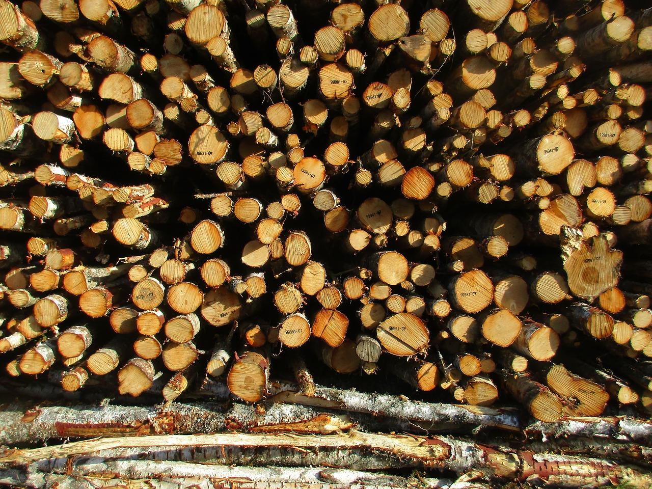 国内杨木的密度是多少