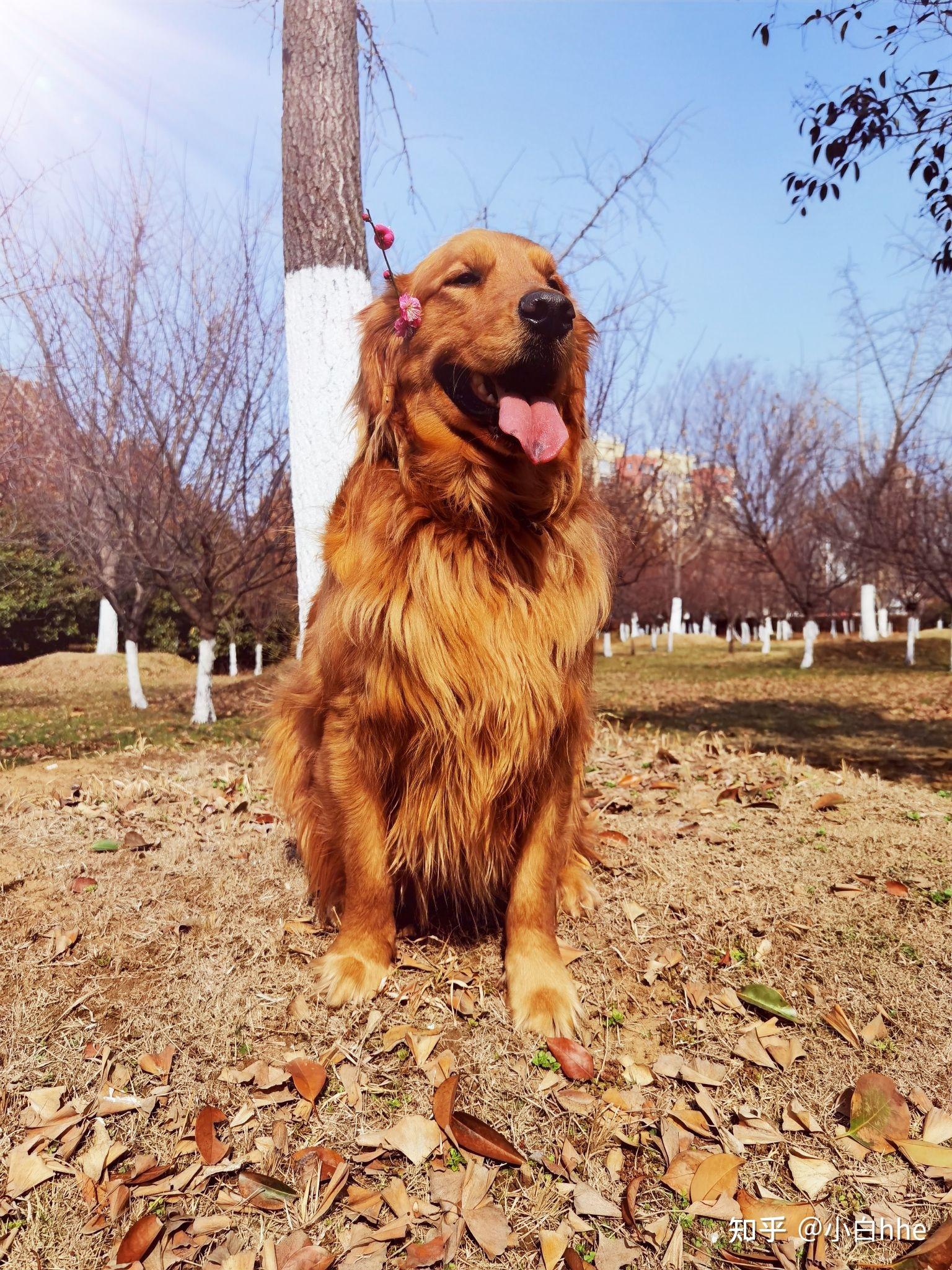 大家可以帮我瞅瞅这是纯种的枫叶红金毛宝宝吗