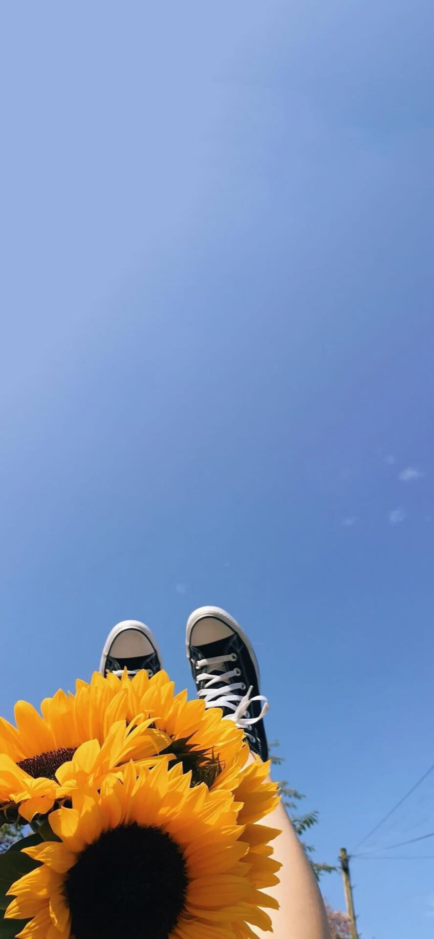 有没有都是向日葵的壁纸呢,让人看了心情超好的? - 知乎