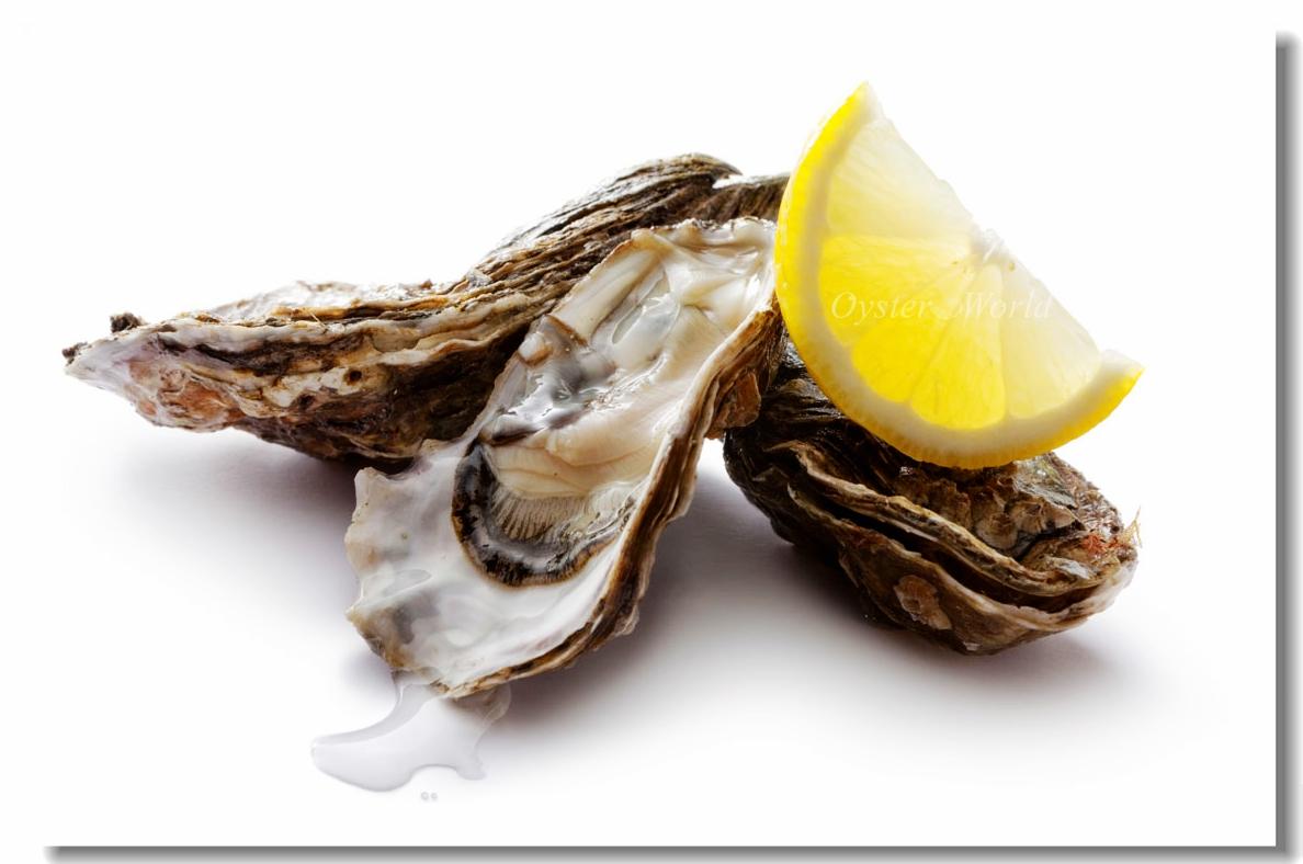 oysterworld帶您瞭解生蠔的保健價值