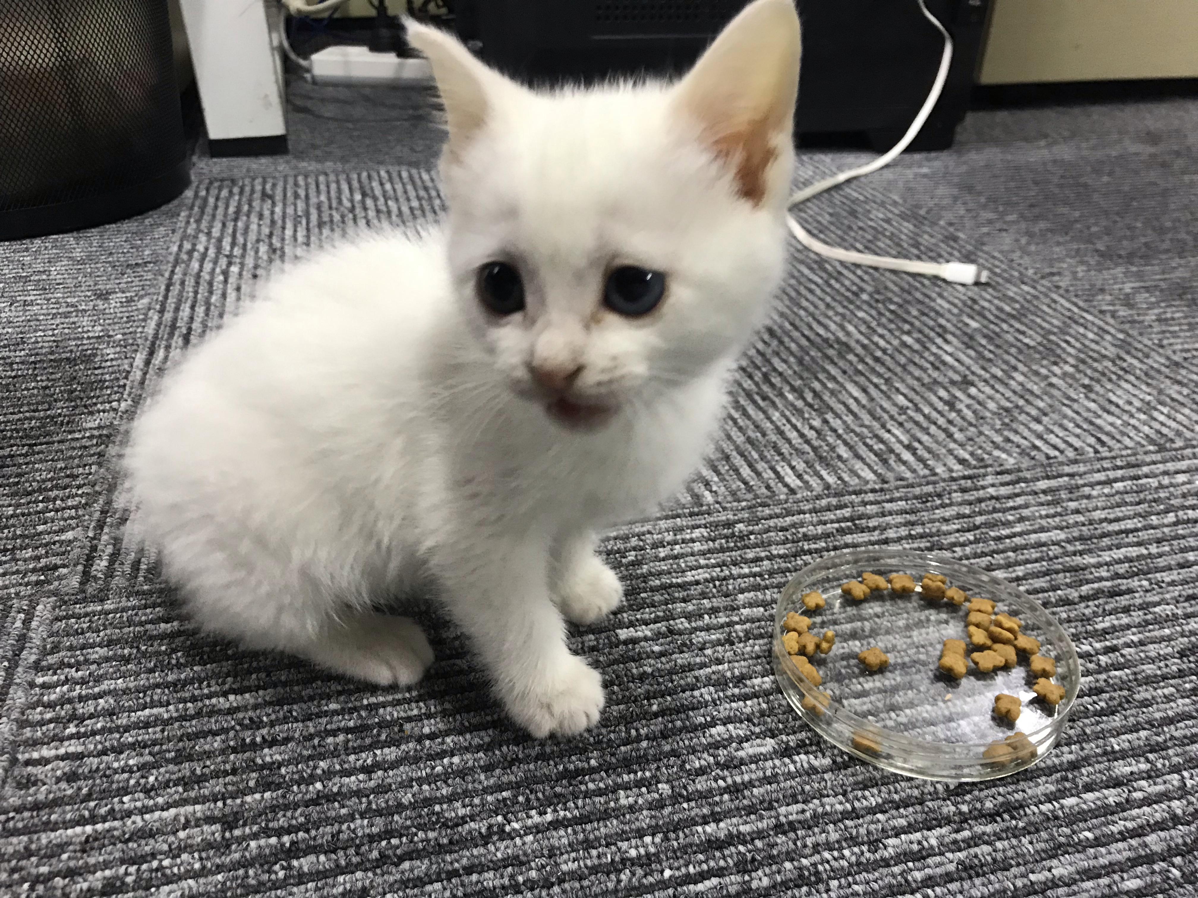 养六个月以下的小奶猫是怎样的体验