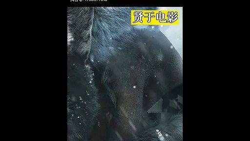 1925年真实事件改编,史上最英勇的动物《多哥》