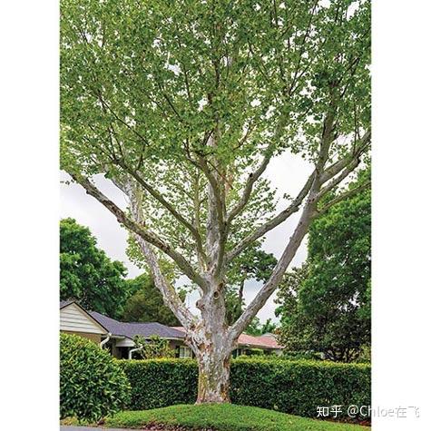 为什么flipped中把the sycamore tree译为无花果树? - 知乎