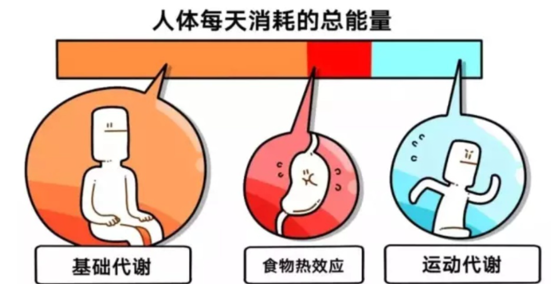 人体一天需要消耗多少能量,蛋白质脂肪怎么补充,航天员能量餐满足你 - 知乎