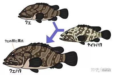 九绘 比起东星斑和老鼠斑 日本人更在意的石斑鱼是丑丑的它 知乎