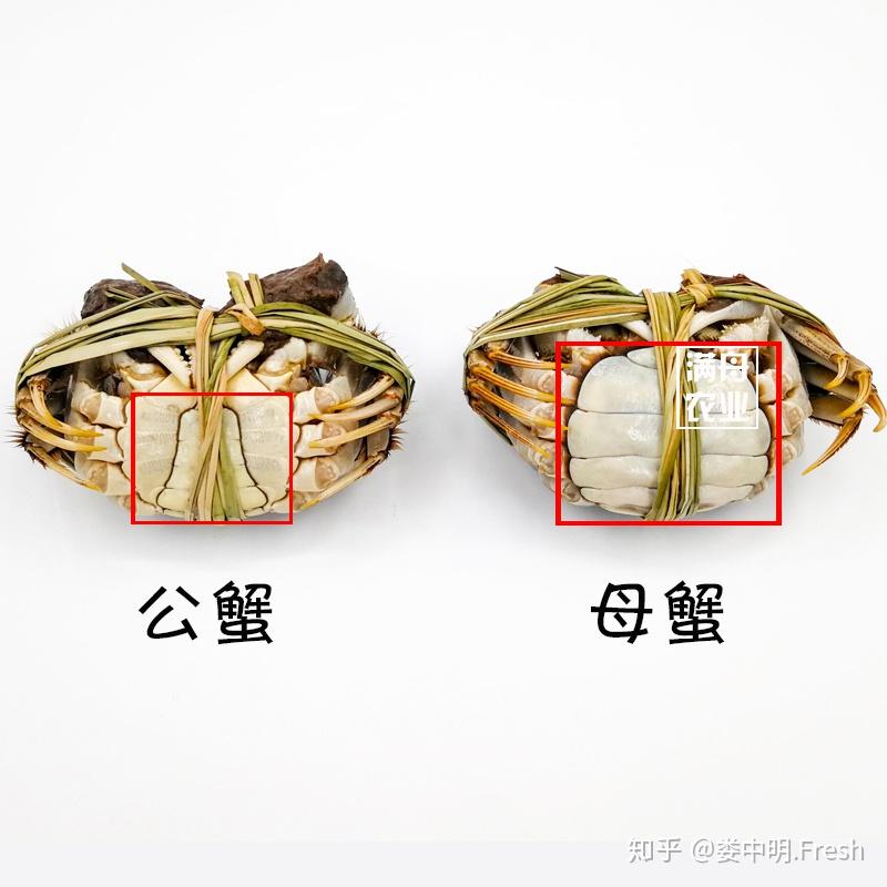 大闸蟹公蟹母蟹哪种贵 v2-fbfb971f214a2680089860ef40392a00_r.jpg
