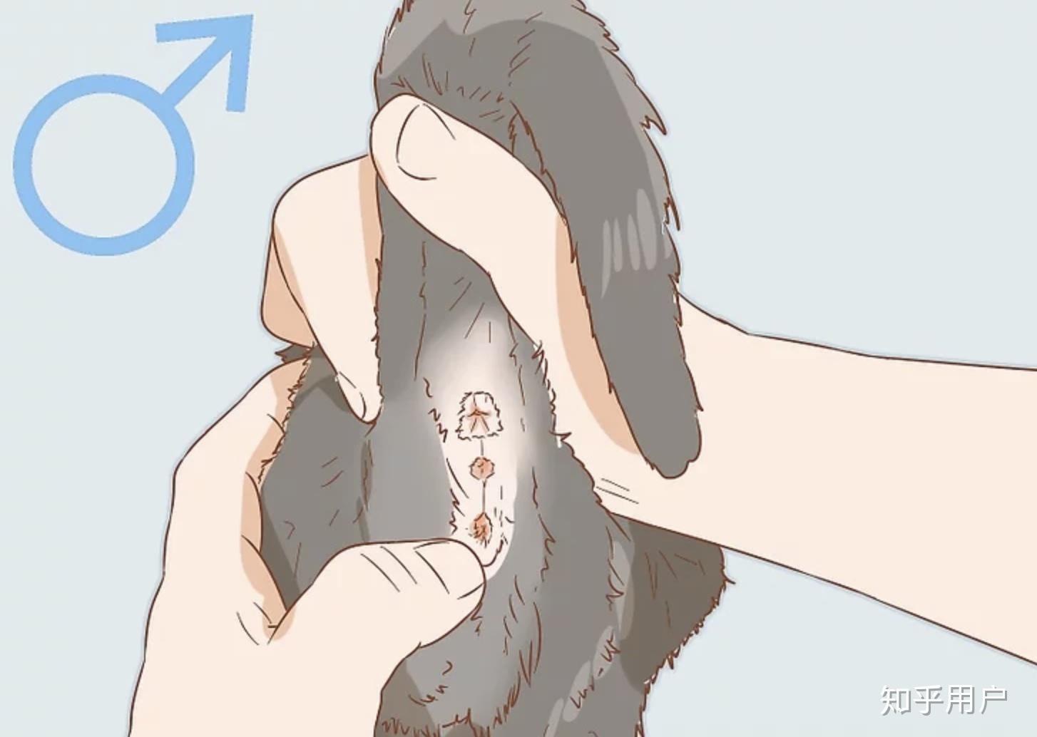 一个月大的猫怎么区分公母