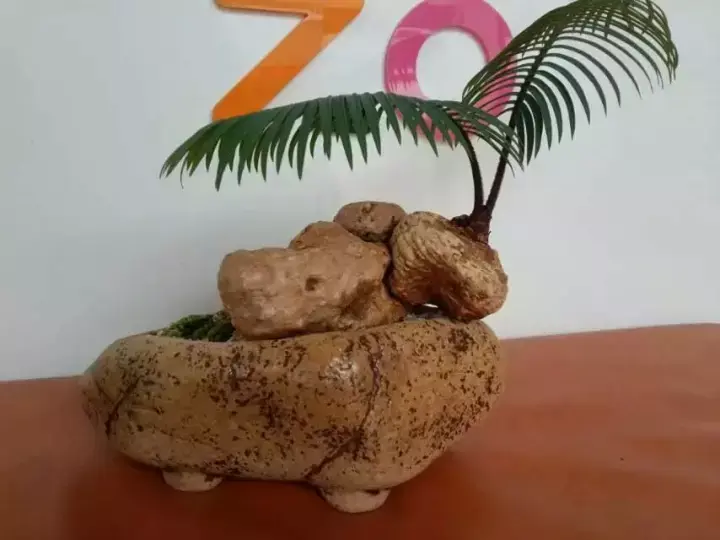 石山苏铁的鉴赏与养护管理