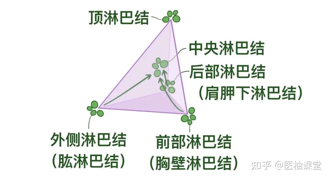 人体解剖学基础:腋窝 - 知乎