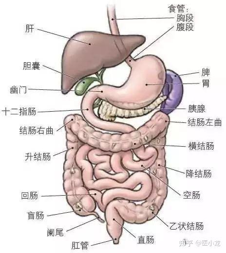 人体阑尾位置图图片