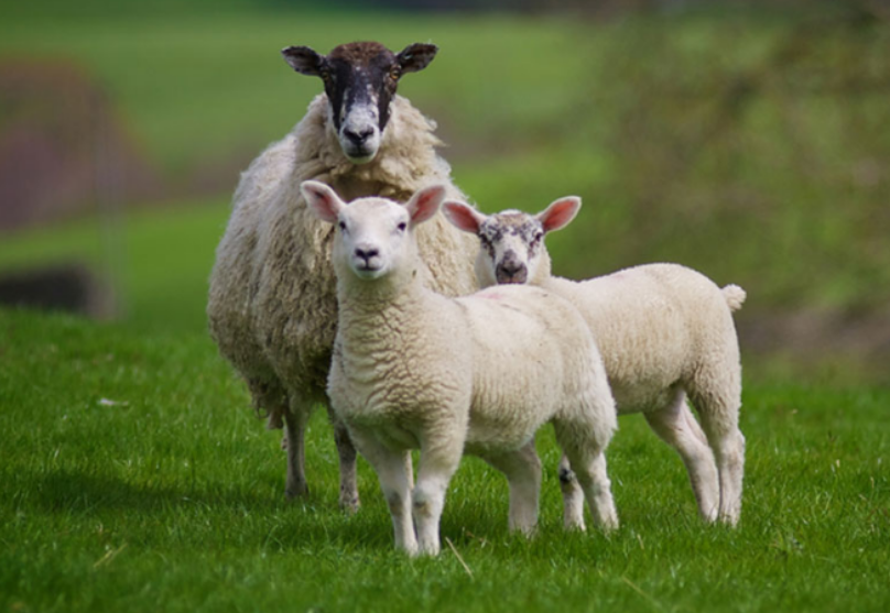 畜牧业养殖管理系统实现农场智能化管理