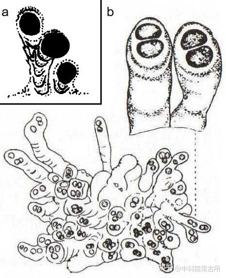 6亿年前在海底沉积物中潜行的蓝细菌