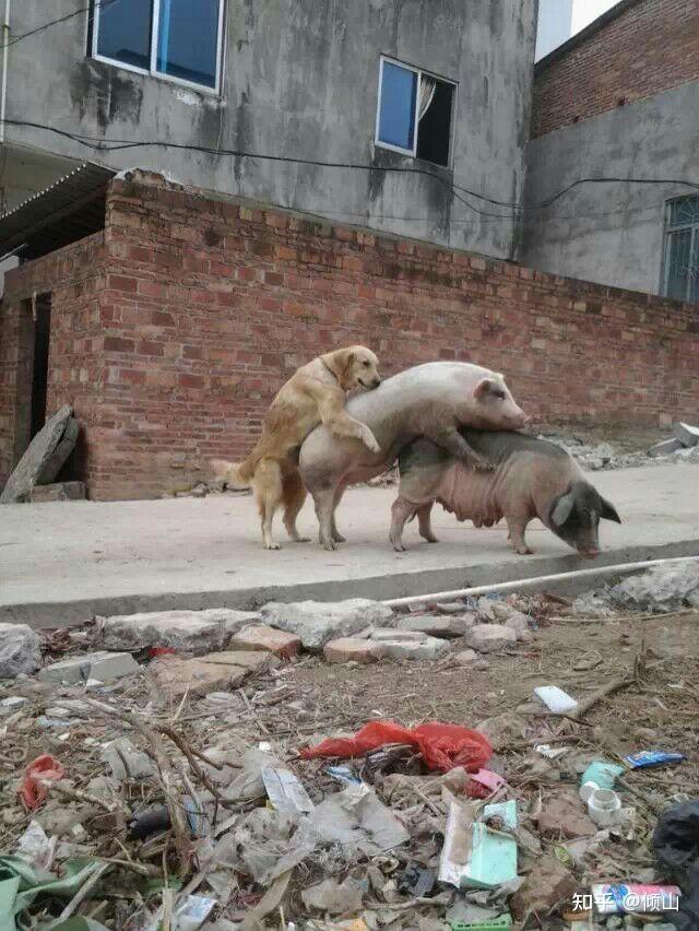 生物界中所发生的强奸是否只存在于人类男女之中如果不是动物之间的