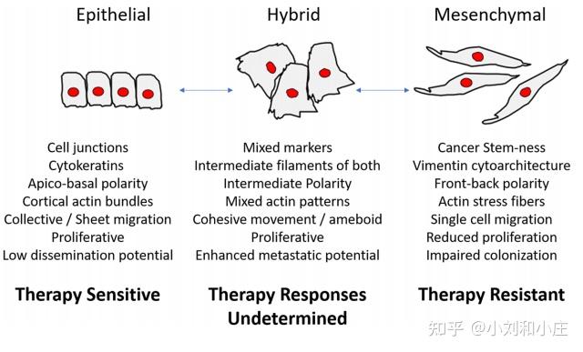 酸性ph与上皮间充质转化emt