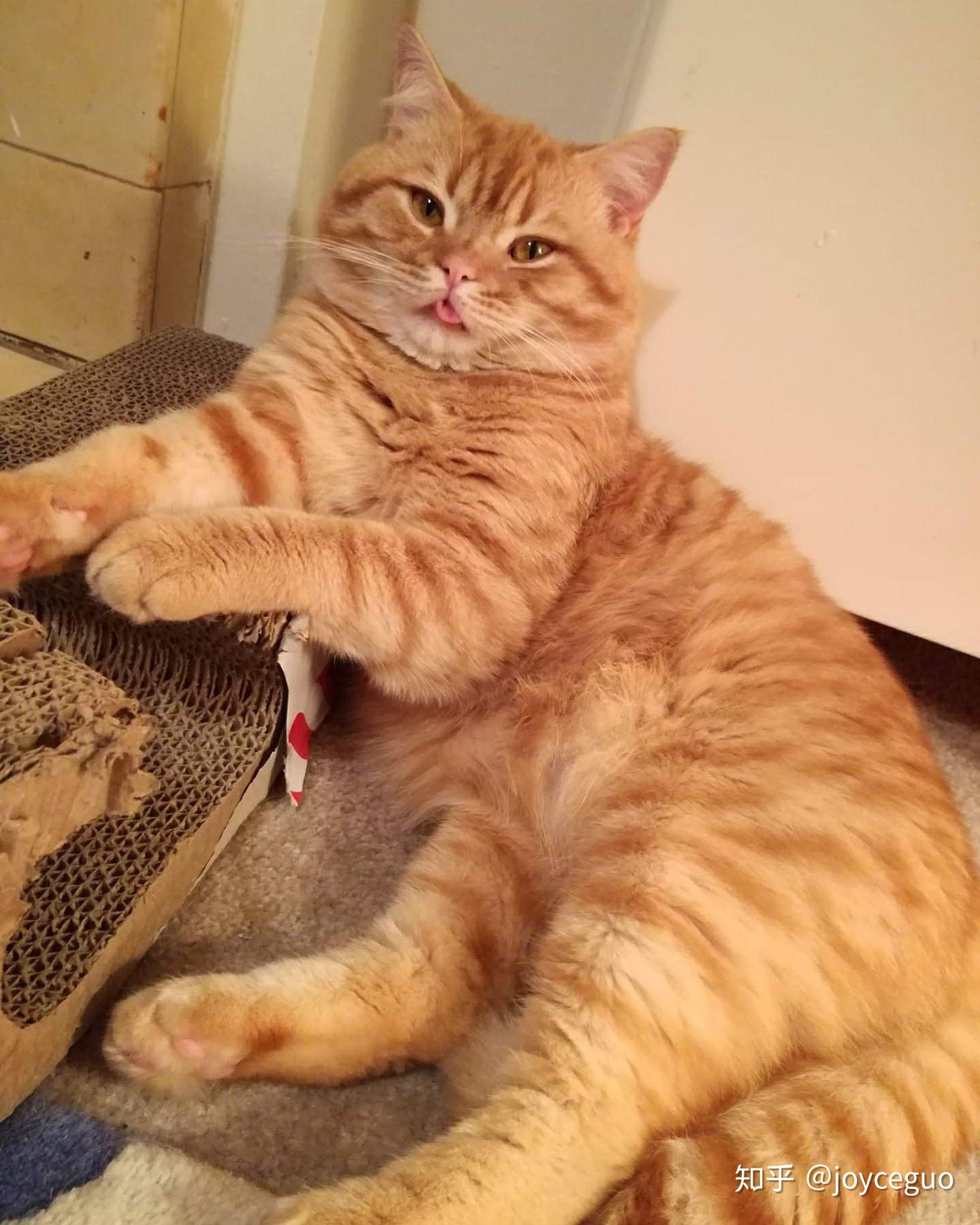 你见过最好看的橘猫长什么样