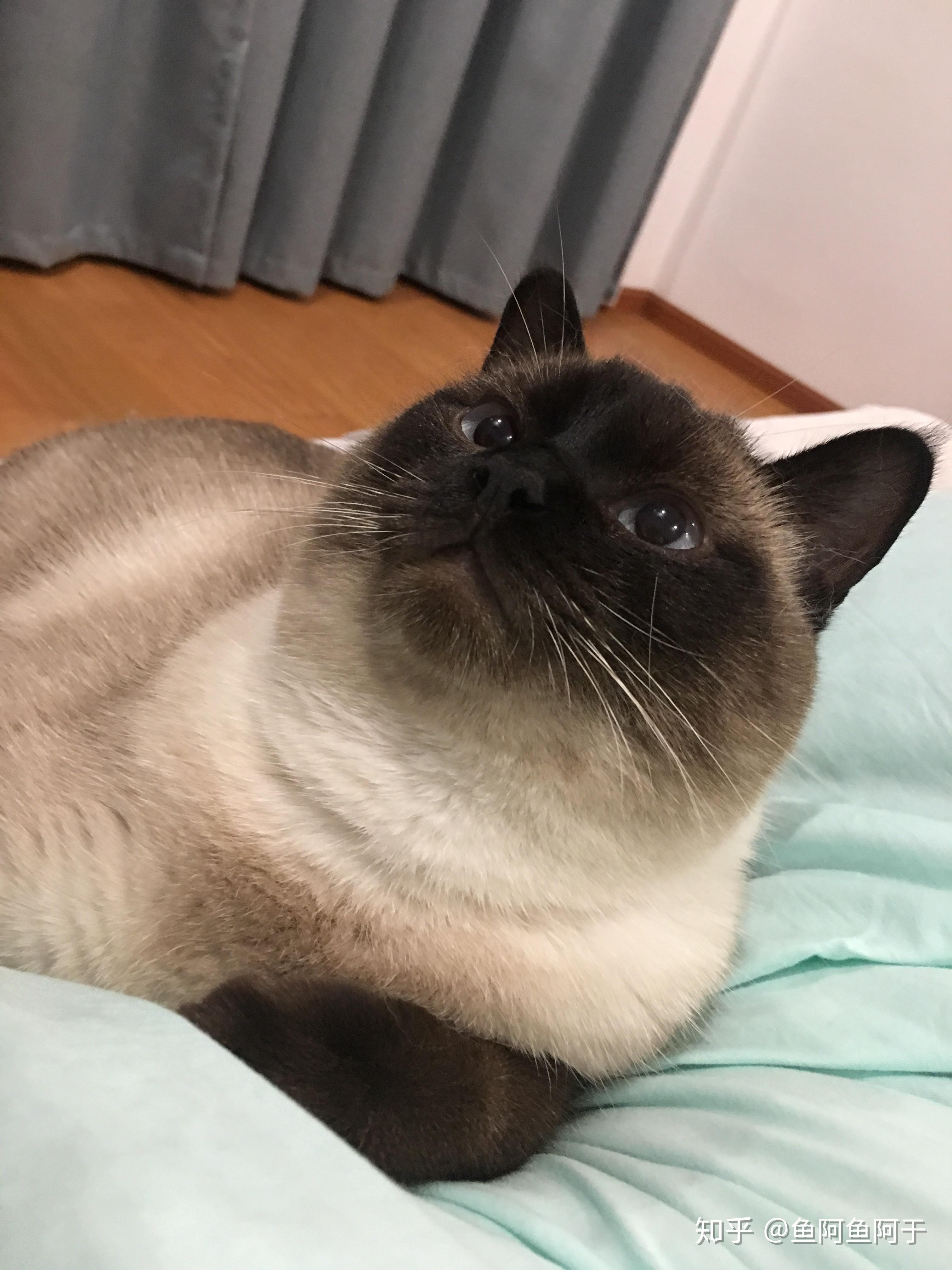 请问有胖暹罗嘛