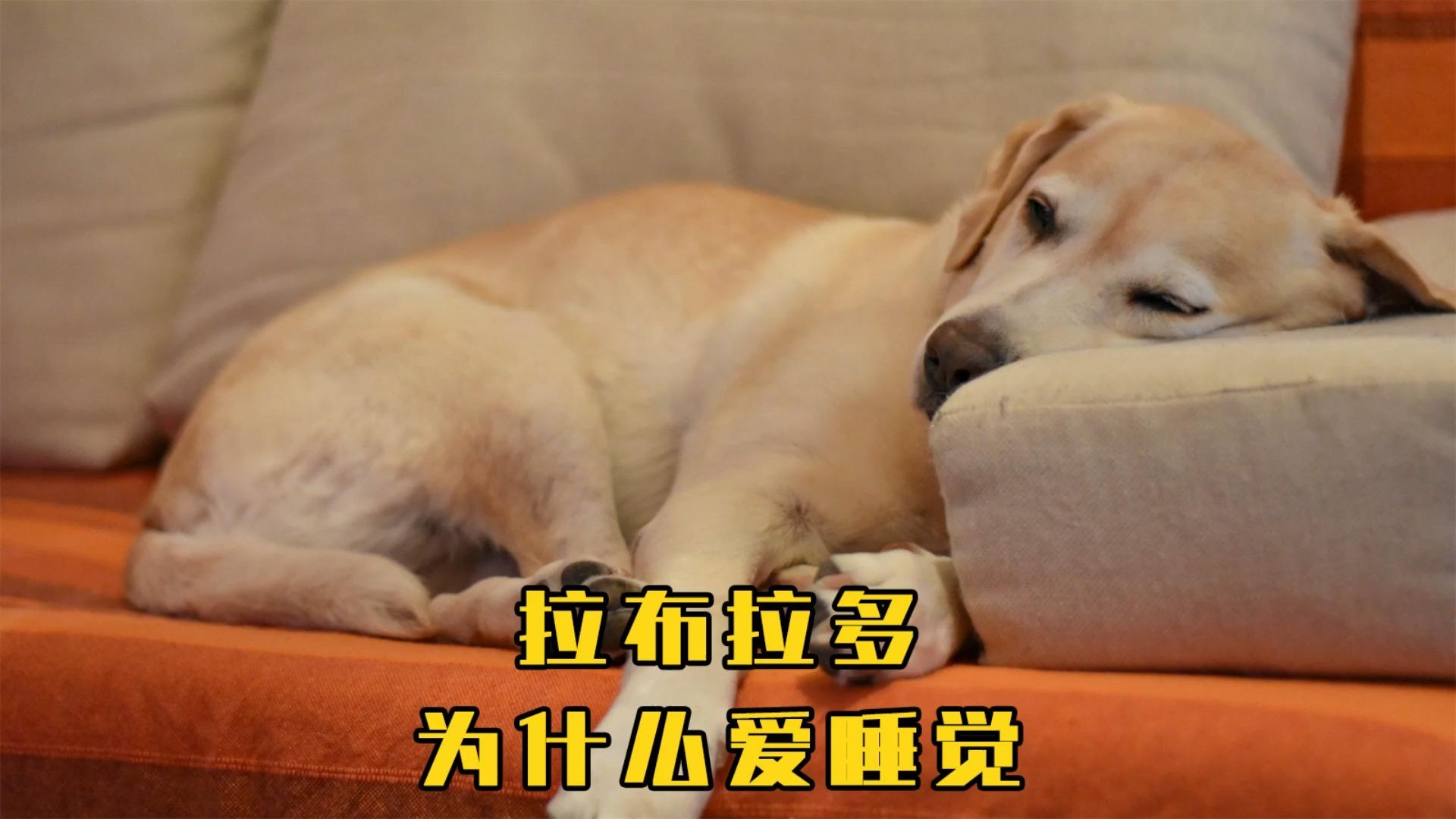 糖尿病人和高血压人为什么喜欢睡觉百科在线 糖尿病人和高血压人为什么喜欢睡觉百科在线