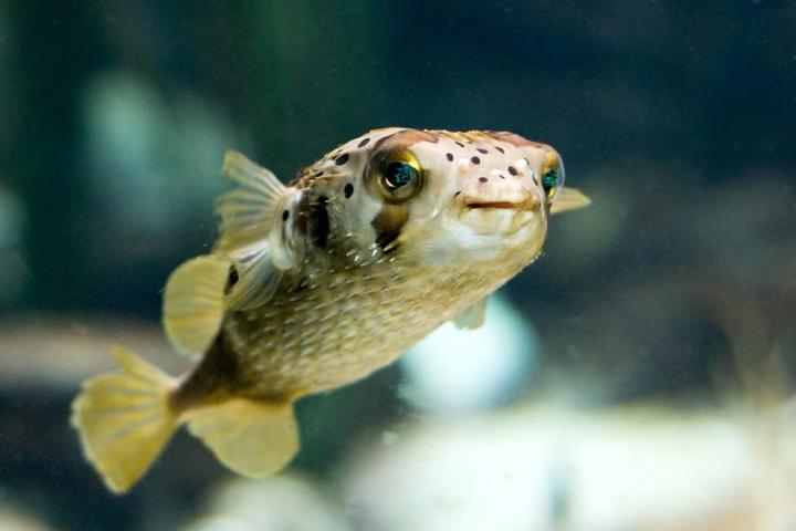Pufferfishes and Their Relatives