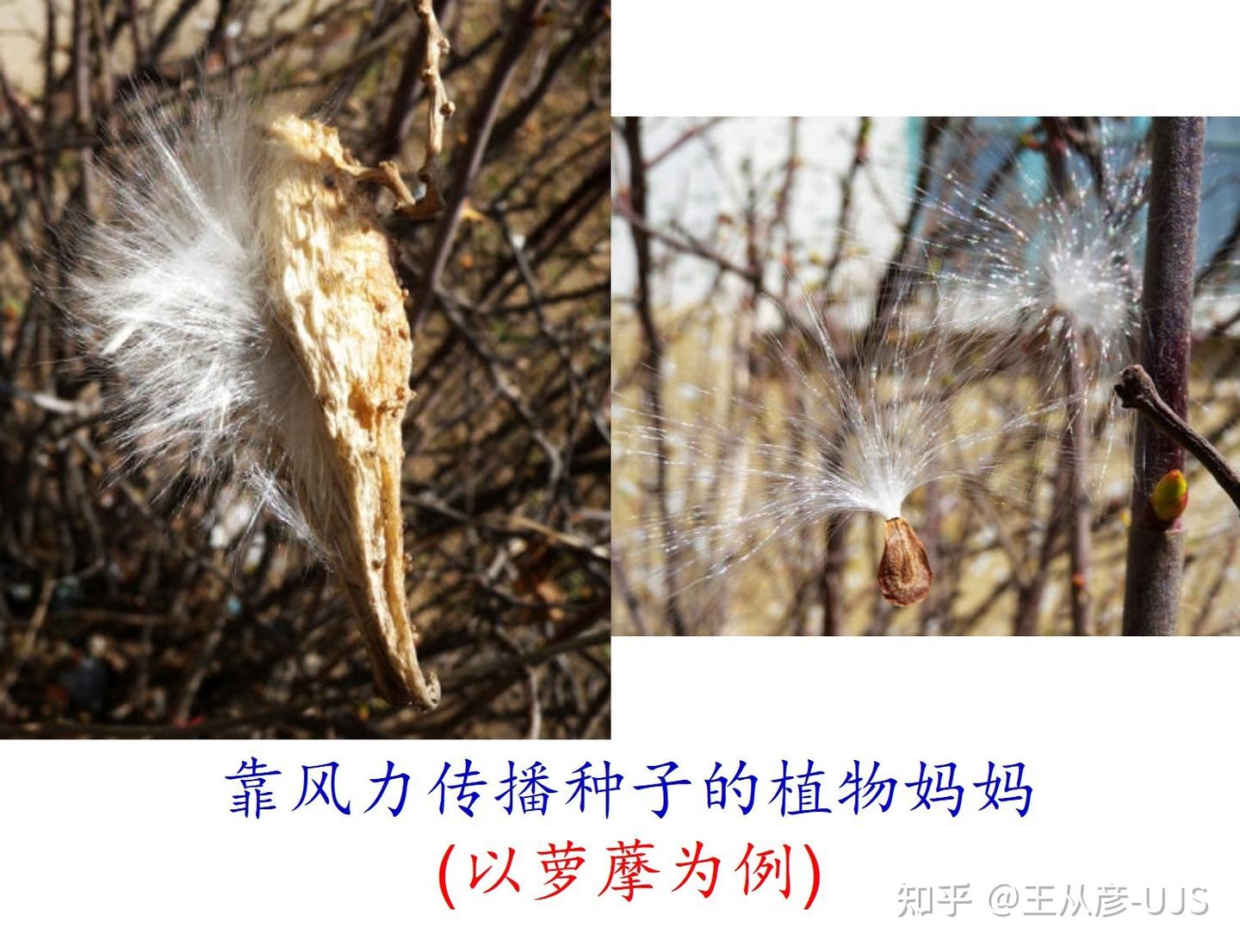 植物妈妈靠什么传播自己的种子? - 知乎