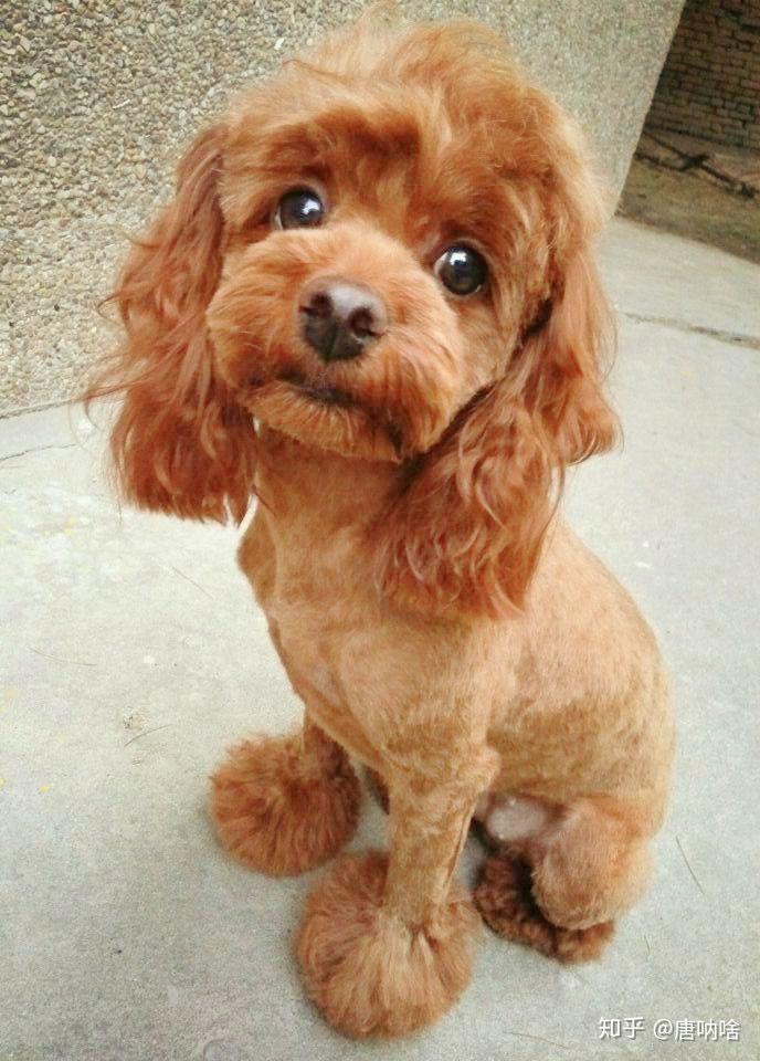 泰迪小时候的照片长什么样? - 知乎