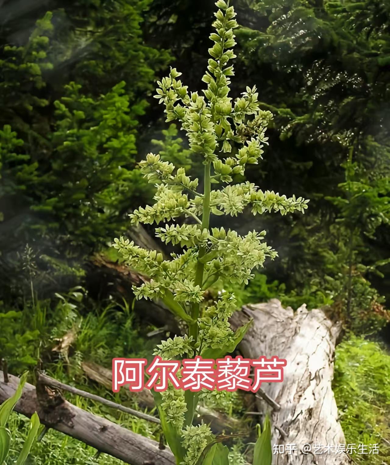 10种藜芦科的植物 - 知乎