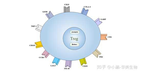 识别treg细胞的身份 你可以这样做 知乎