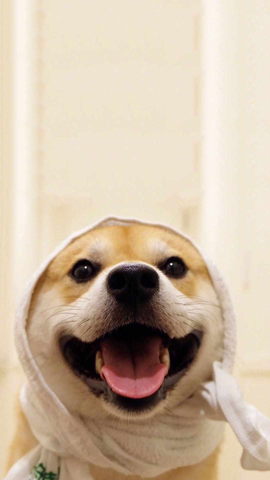 有哪些可爱的狗狗头像