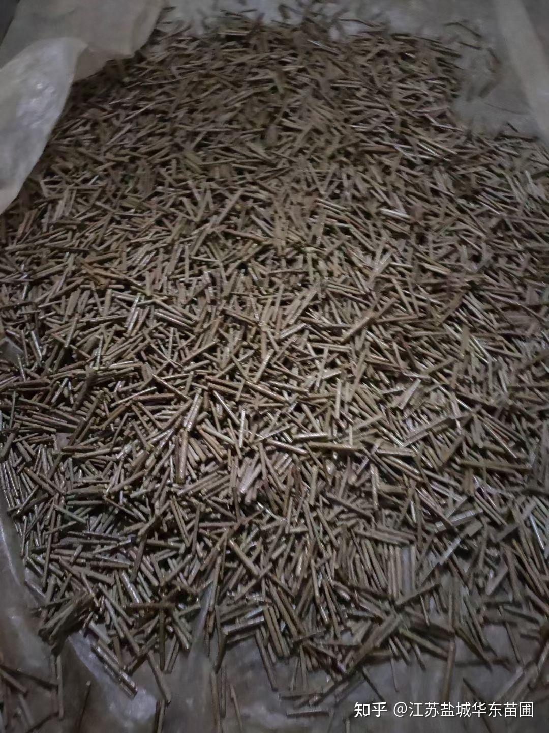 黄金丁香繁殖用的黄金丁香接穗