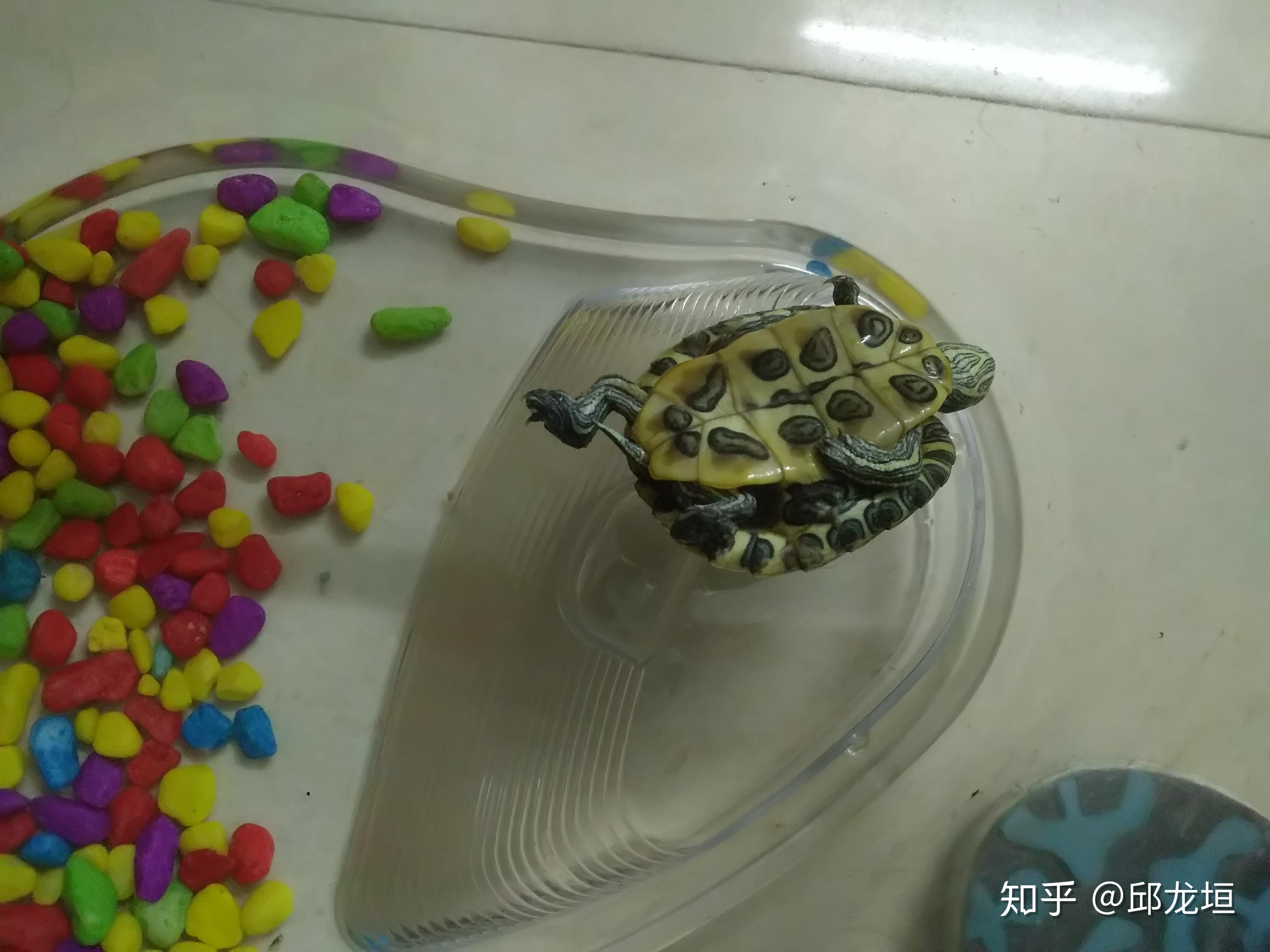 如何从小养一只乌龟？ - 知乎