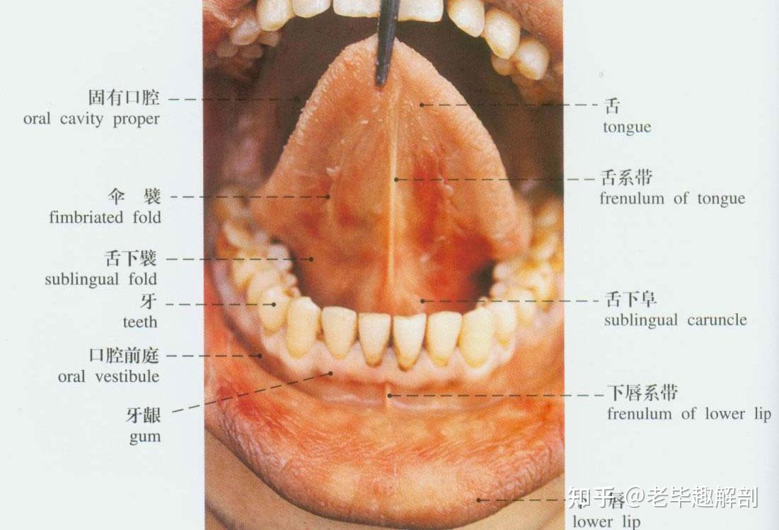 口腔与咽峡高清示意图图片