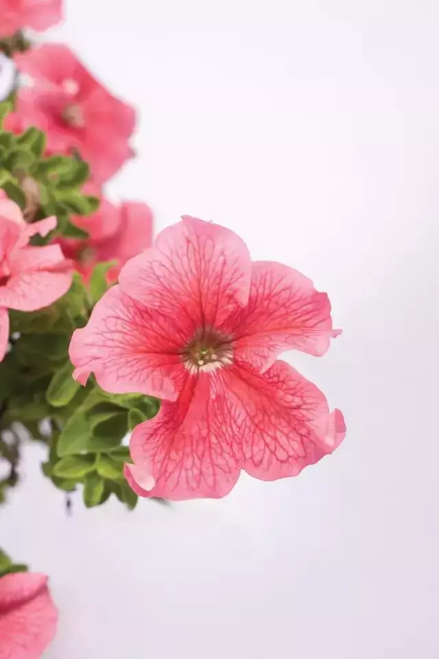 这个词其实是1997年由美国艺术家爱德华多·卡茨(eduardo kac)创造