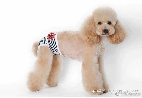 狗狗生理期可以外出吗 知乎