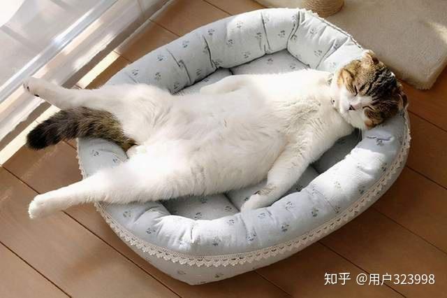 随时都能睡觉 v2-fc348d915993b8dde12df1c812c0bbd4_r.jpg