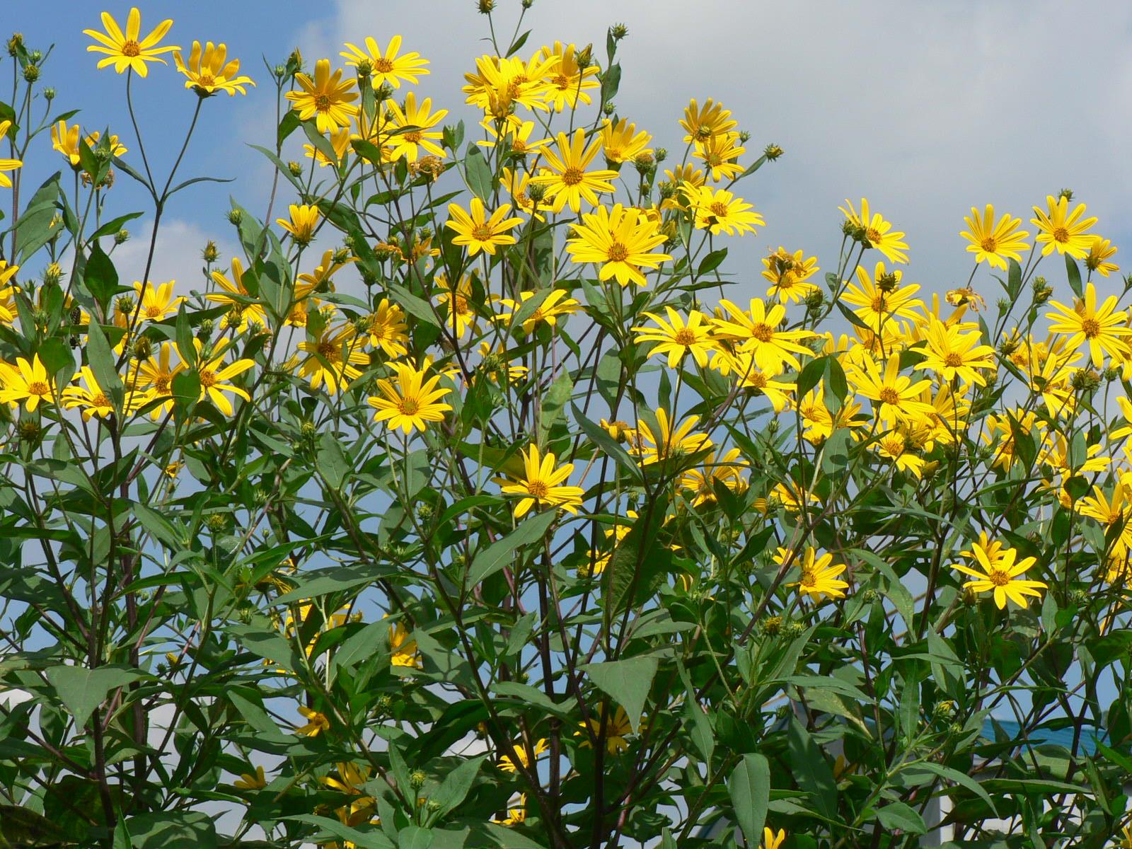 它是一种菊科向日葵属的植物,看到下图里的菊花正是洋姜的花,是不是像