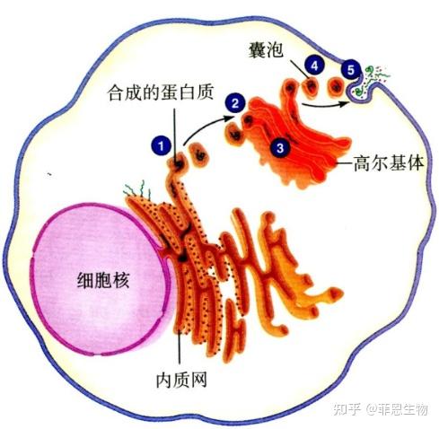 细胞囊泡运转过程与靶细胞器的融合 - 知乎