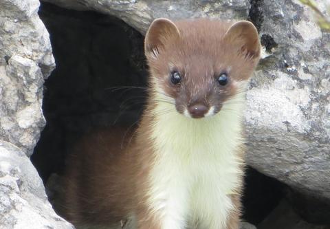 有一些奸商会用一些成本比较低,外观比较类似的动物皮毛来假冒水貂