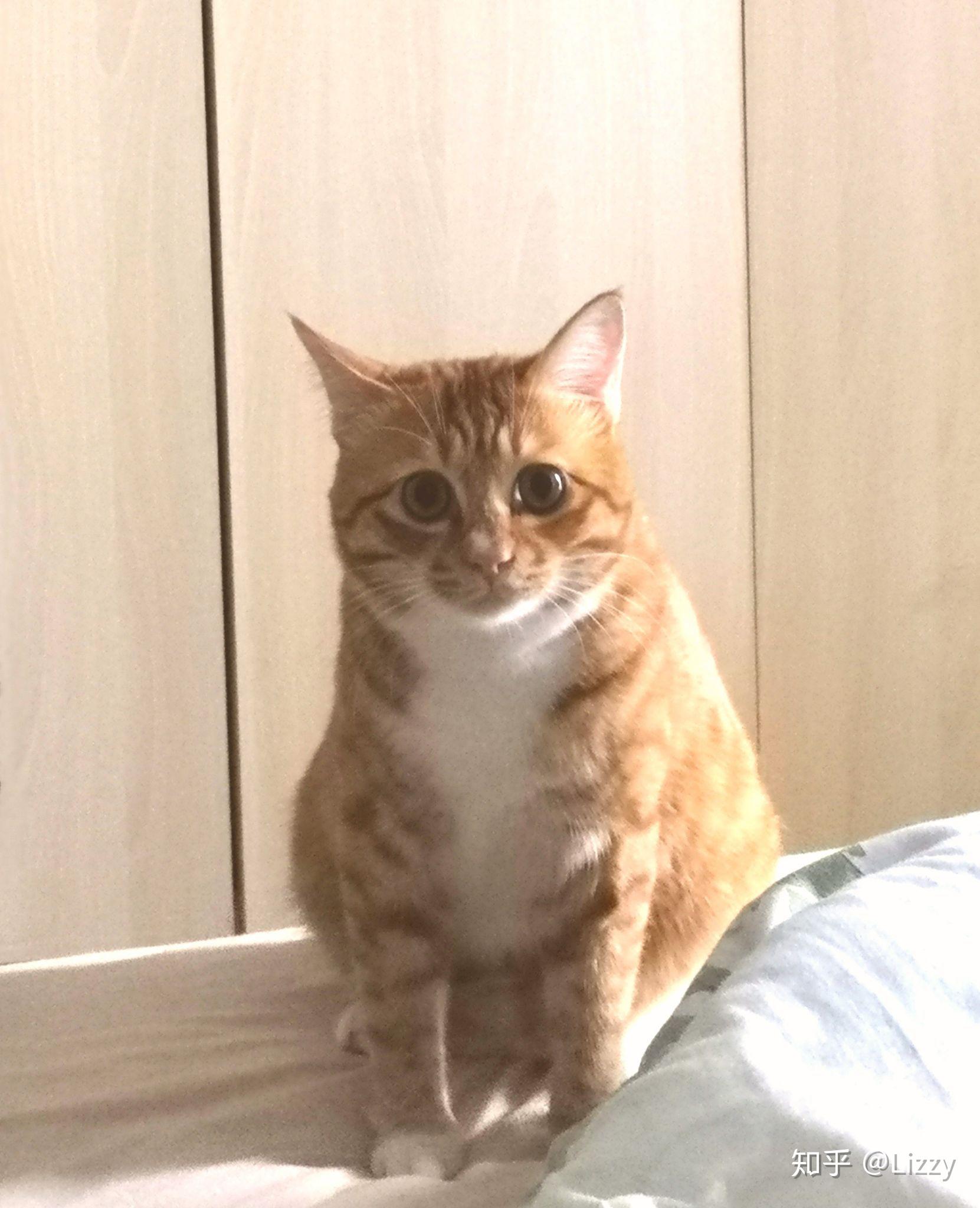 为什么橘猫那么容易胖?